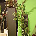 COLONNE VEGETALE EN ZINC DECHIRE ET HOUBLON 