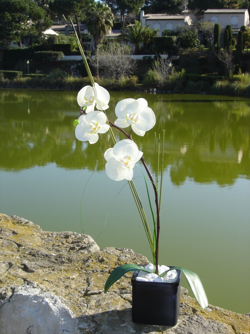 BRANCHE D'ORCHIDEES BLANCHES