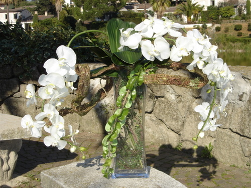 ORCHIDEES BLANCHES ET RACINES 